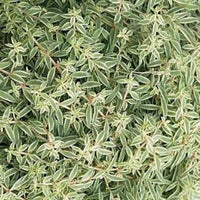 Sedum lineare 'Sea Urchin' - [EG]