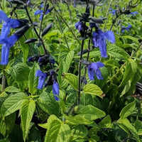 Salvia guaranitica 'Black & Blue' Blue Anise Sage - [EG]