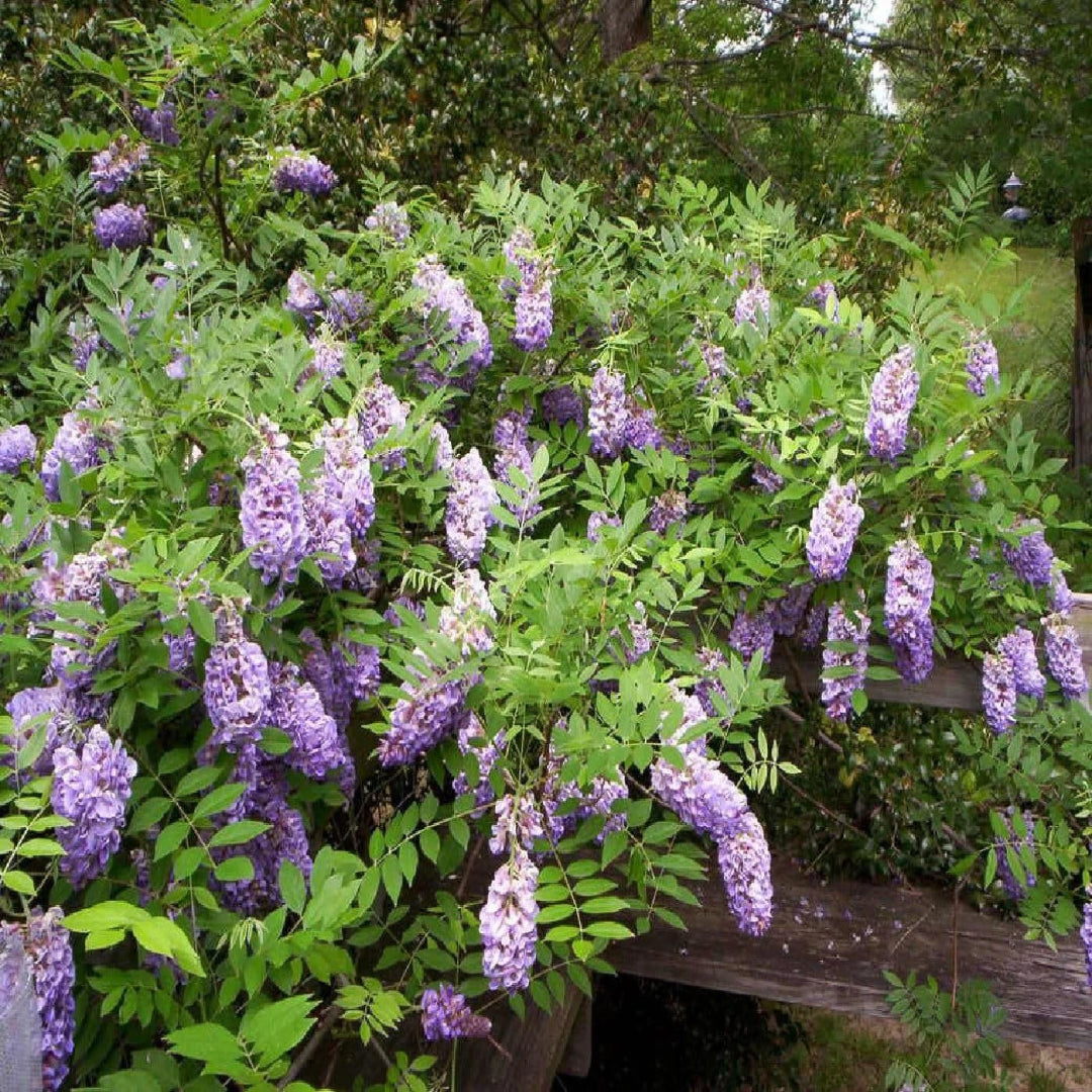 Wisteria Amethyst Falls Plant