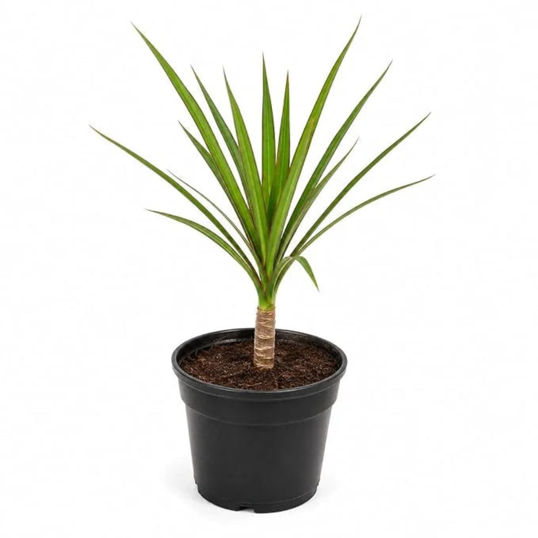 Madagascar Dragon Tree (Dracaena marginata) - Live Indoor Plastic Pot