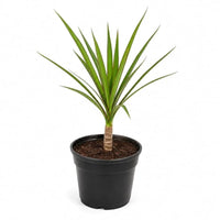 Madagascar Dragon Tree (Dracaena marginata) - Live Indoor Plastic Pot