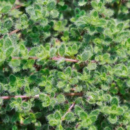 Thymus pseudolanuginosus &
