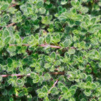Thymus pseudolanuginosus 'Wooly Thyme' - [EG]