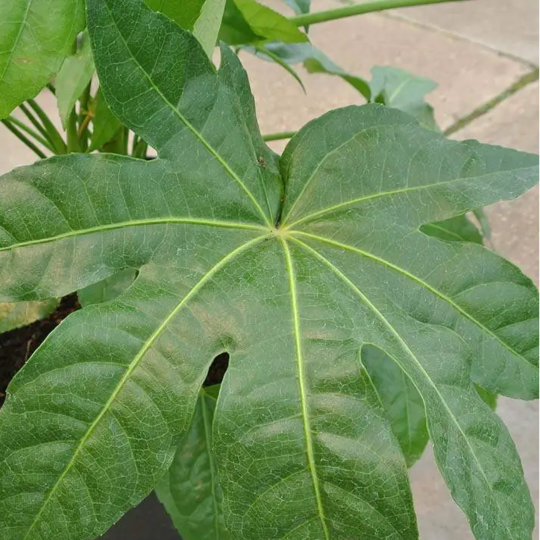 Fatsia Japonica Foliage Plant