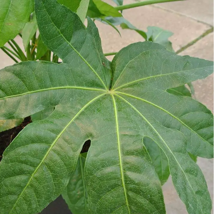 Fatsia Japonica Foliage Plant