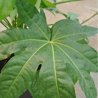 Fatsia Japonica Foliage Plant