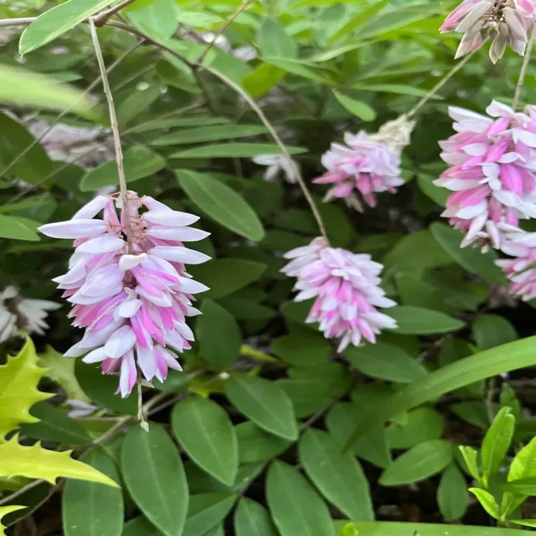 Indigofera Decora with Green Foliage and Pink Blooms
