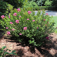 Dwarf Pink Crape Myrtle