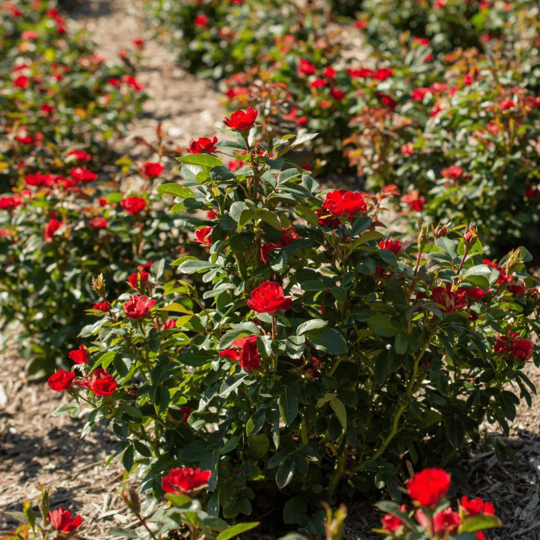 Red Dwarf Rose – Compact Flowering Rose Bush