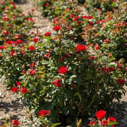 Red Dwarf Rose – Compact Flowering Rose Bush