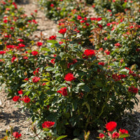 Red Dwarf Rose – Compact Flowering Rose Bush