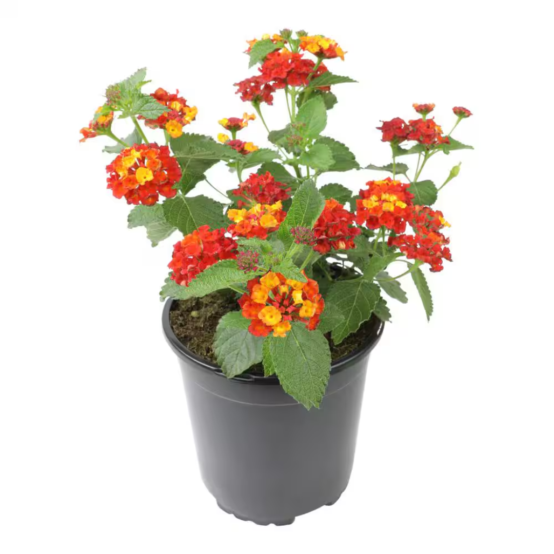 Lantana Camara &