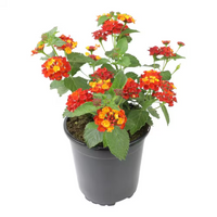 Lantana Camara 'Dallas Red' Golden Yellow & Red Flowers Spring To Frost - [EG]