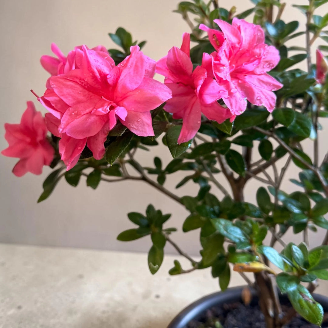 Autumn empress azalea bonsai with lush foliage and pink blooms