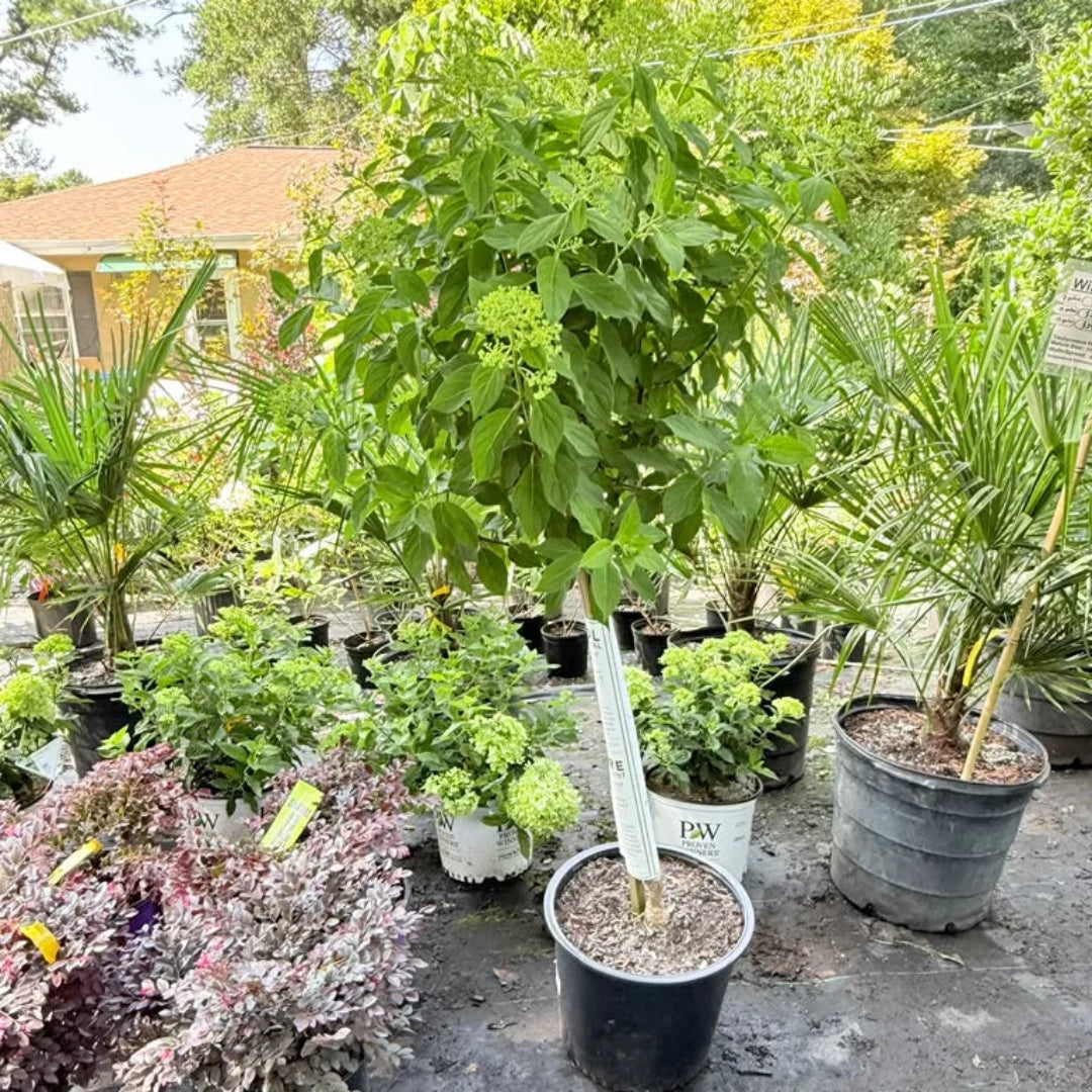 Limelight Tree Form Hydrangea - Ornamental Tree