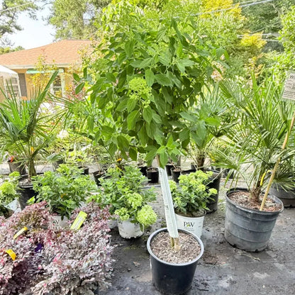 Limelight Tree Form Hydrangea - Ornamental Tree