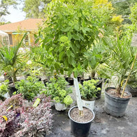 Limelight Tree Form Hydrangea - Ornamental Tree