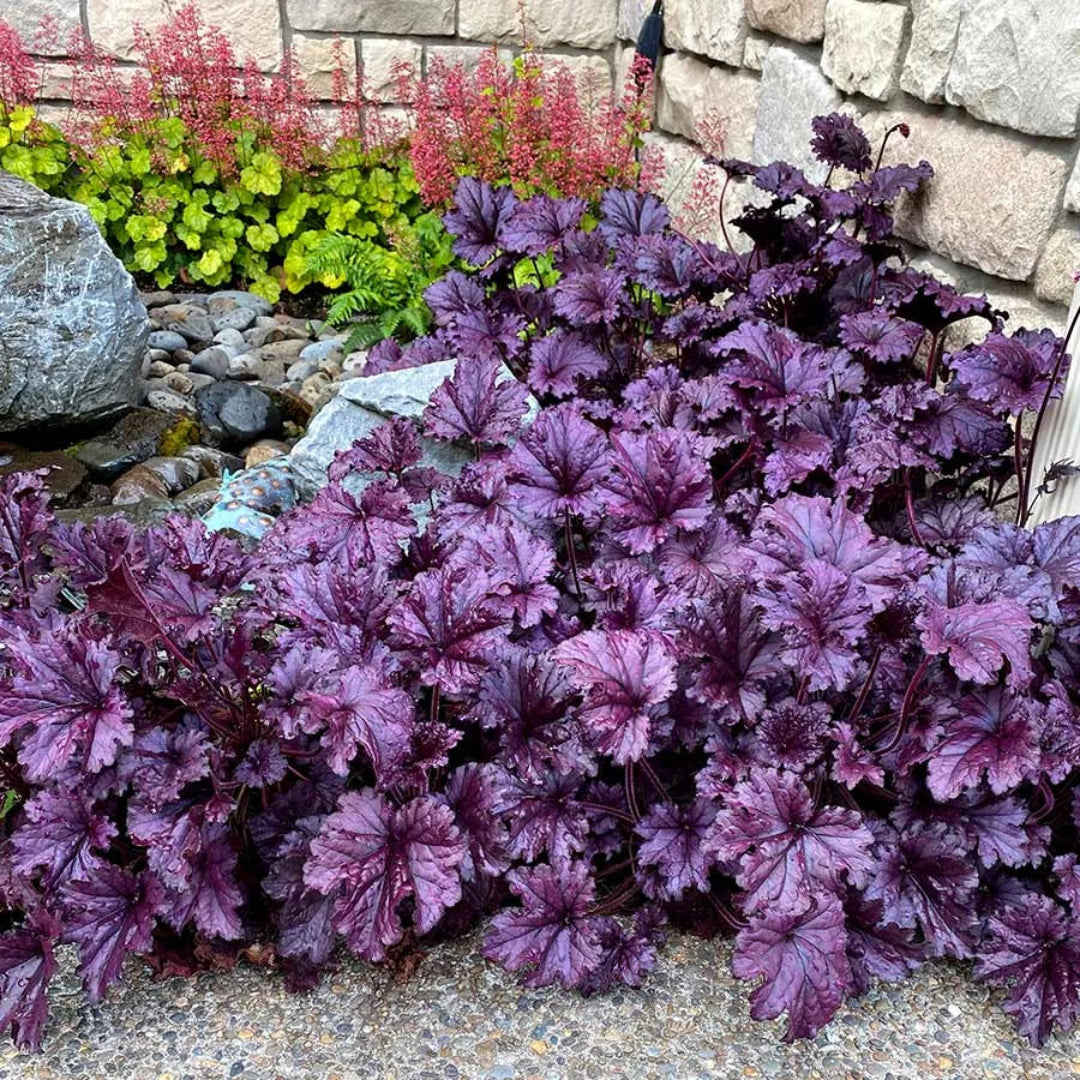 Heuchera &