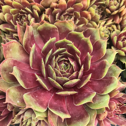 Sempervivum Supersemp &