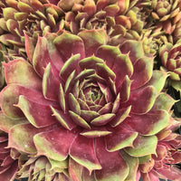 Sempervivum Supersemp 'Fire Quartz'
