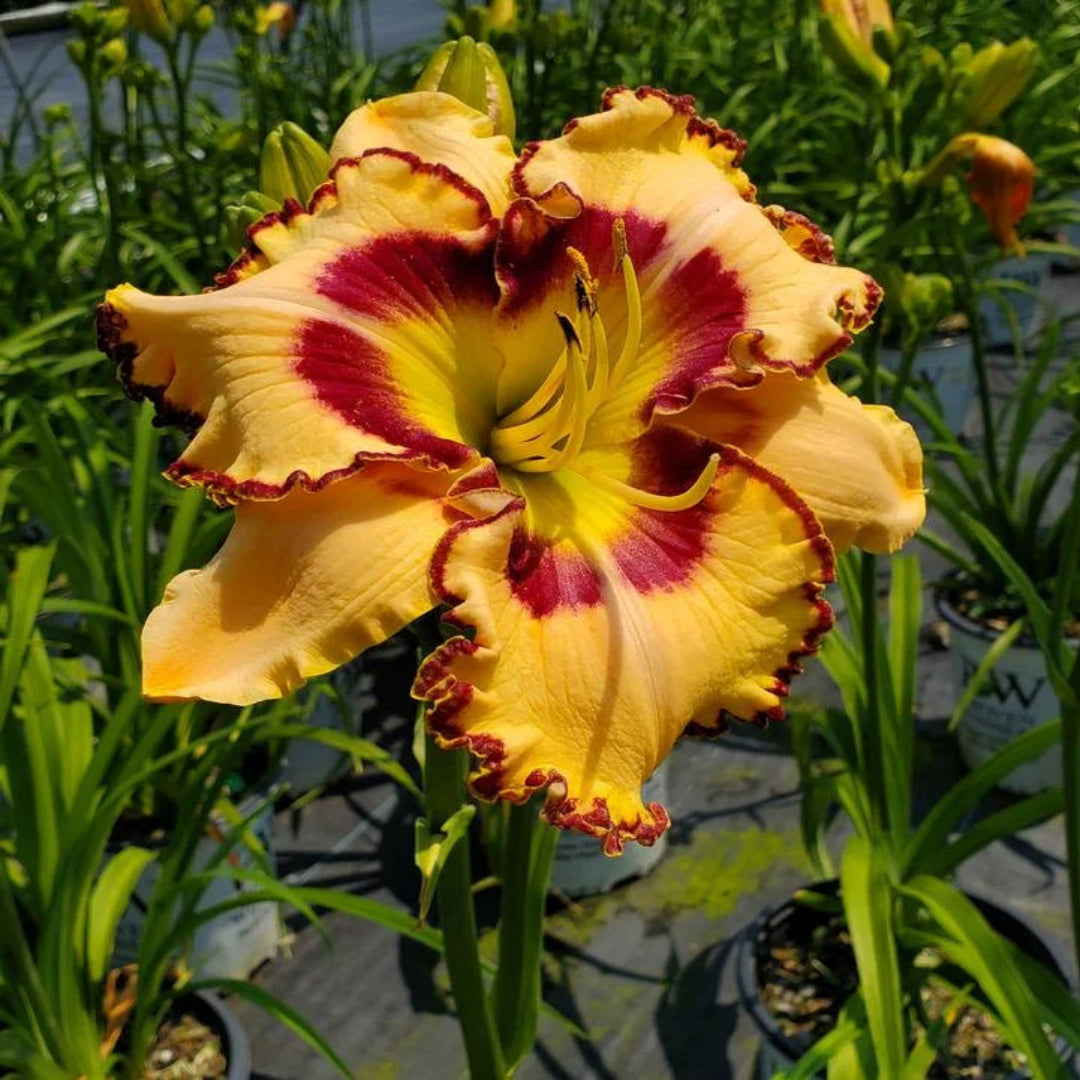 Hemerocallis Rainbow Rhythm &