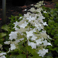 Burgundy Lace Hydrangea Plant