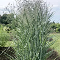 Prairie Winds® 'Totem Pole' Switchgrass (Panicum virgatum) – Ornamental Grass
