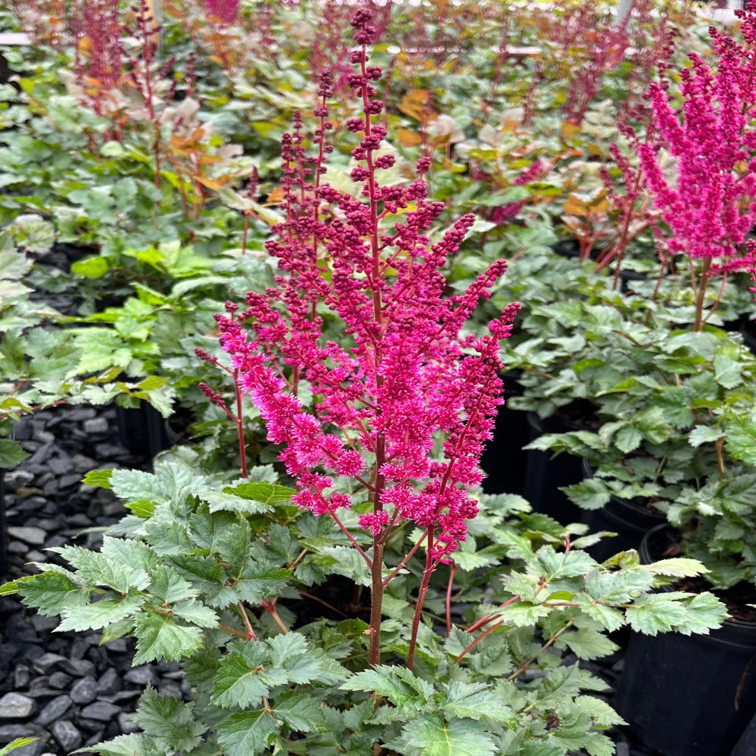 Astilbe chinensis &