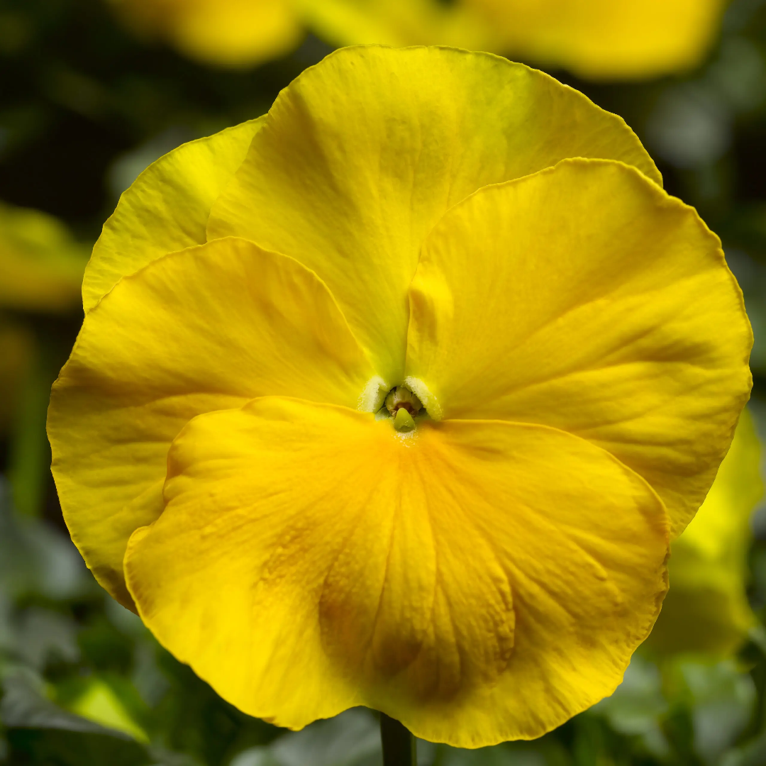 3.5 Inch Pot/18 Count Flat - Pansy Delta