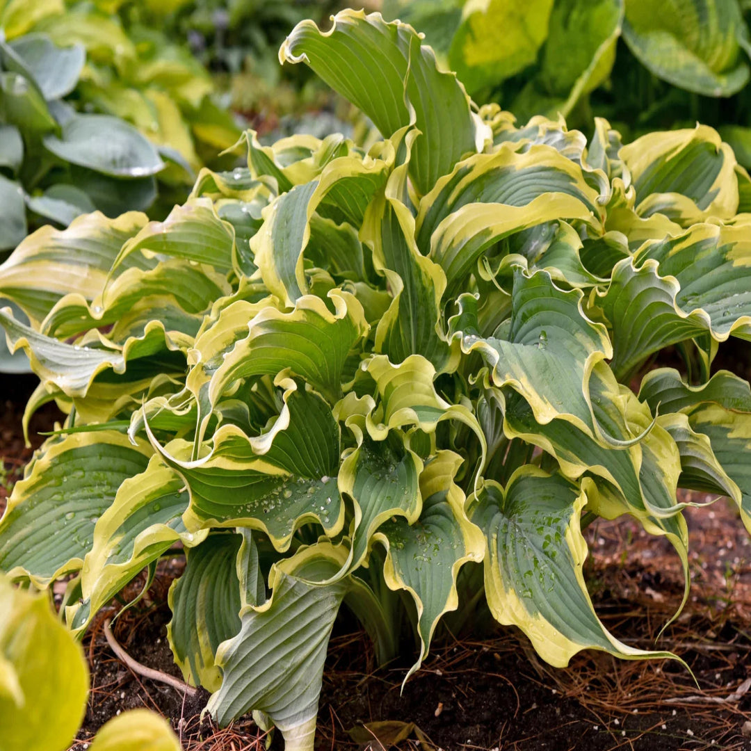 Hosta Shadowland® &