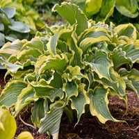 Hosta Shadowland® 'Voices in the Wind'