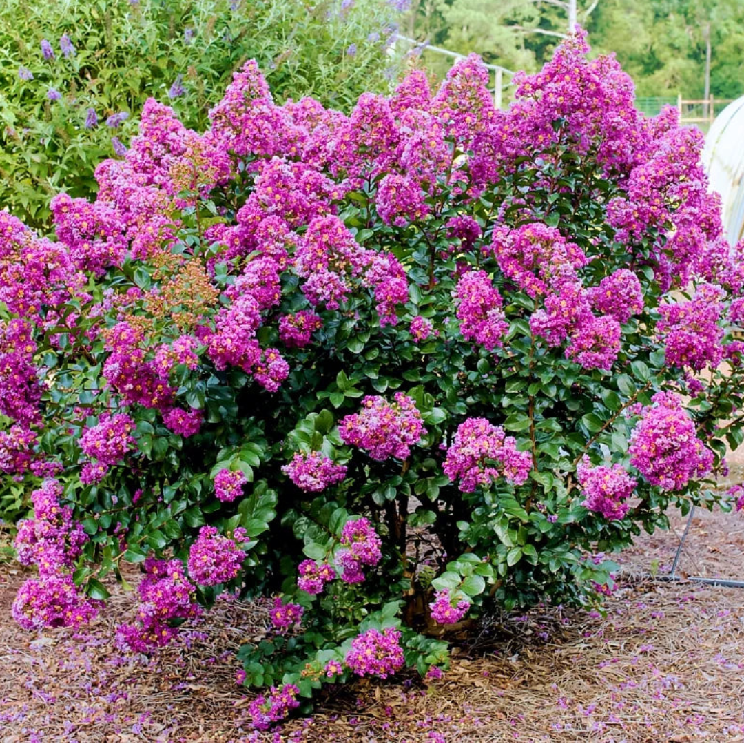 Dwarf Purple Crape Myrtle