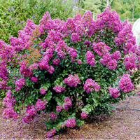 Dwarf Purple Crape Myrtle