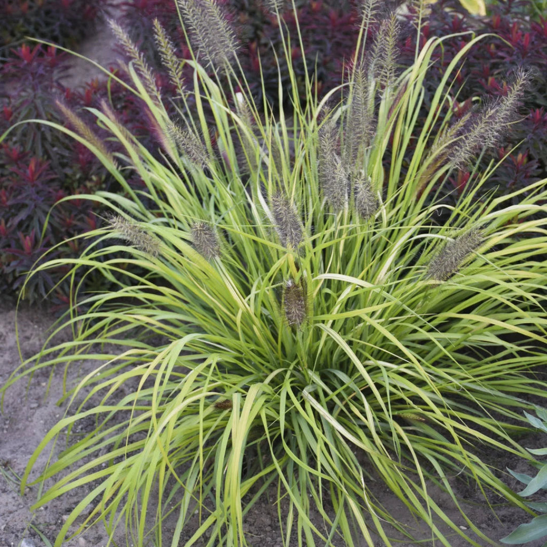 Grass: Pennisetum a. Prairie Winds &