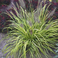 Grass: Pennisetum a. Prairie Winds 'Lemon Squeeze' Fountain Grass