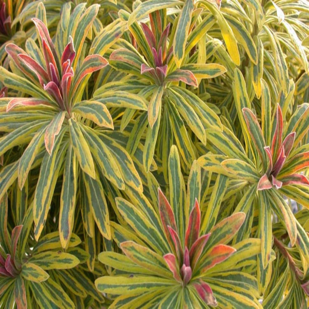 Euphorbia × martinii &