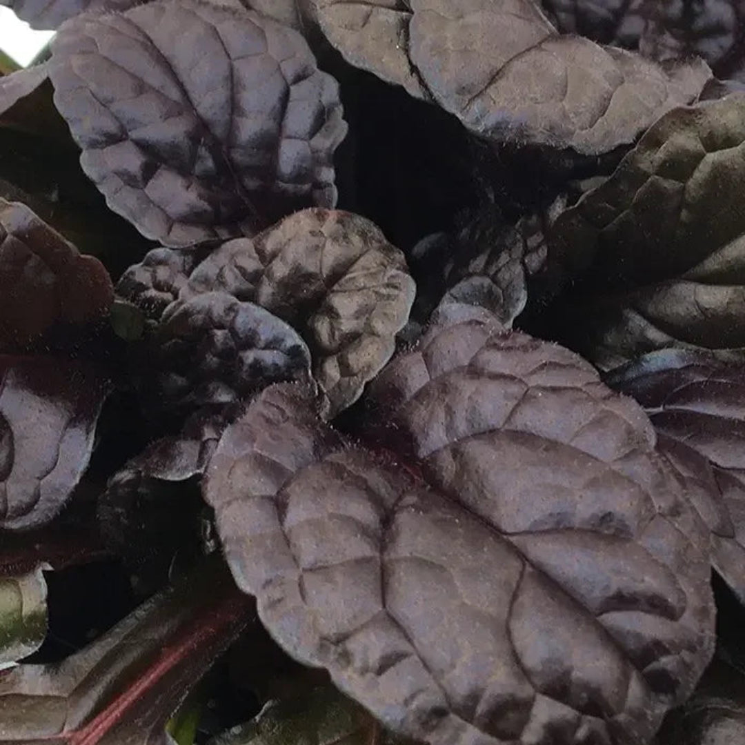 Ajuga Feathered Friends™ &