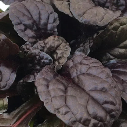 Ajuga Feathered Friends™ &