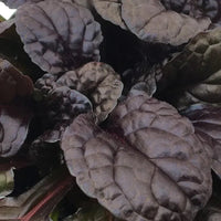 Ajuga Feathered Friends™ 'Fierce Falcon' - [EG]