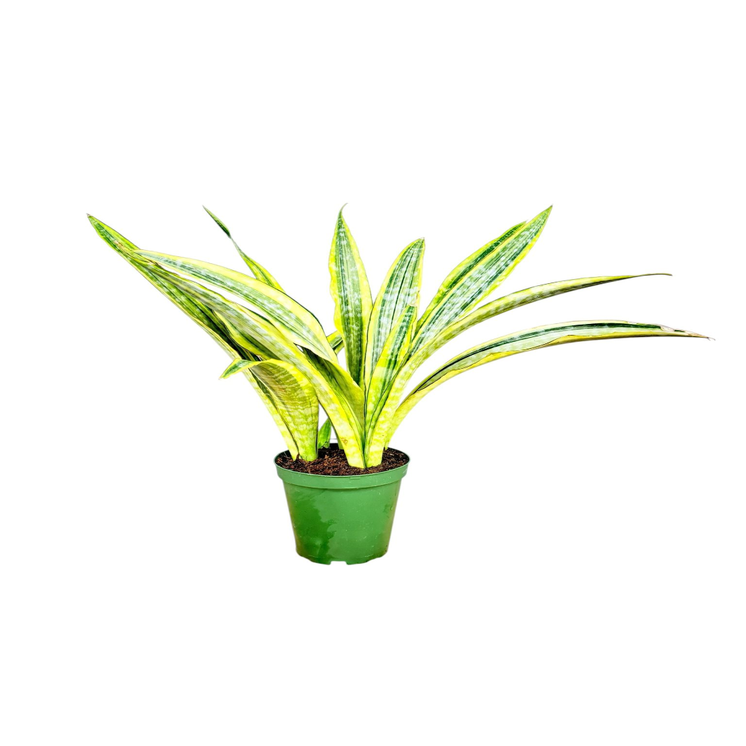 Snake Plant (Sansevieria trifasciata)