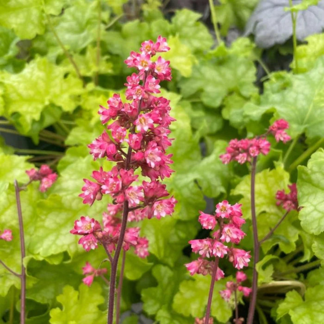 Heuchera &