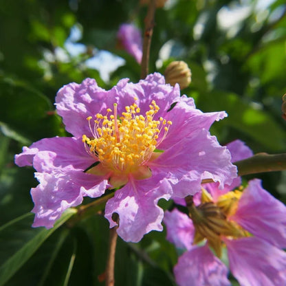 Lavender flowers on Muskogee Crape Myrtle