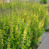 Decadence 'Lemon Meringue'