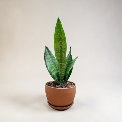 Snake Plant (Sansevieria trifasciata)