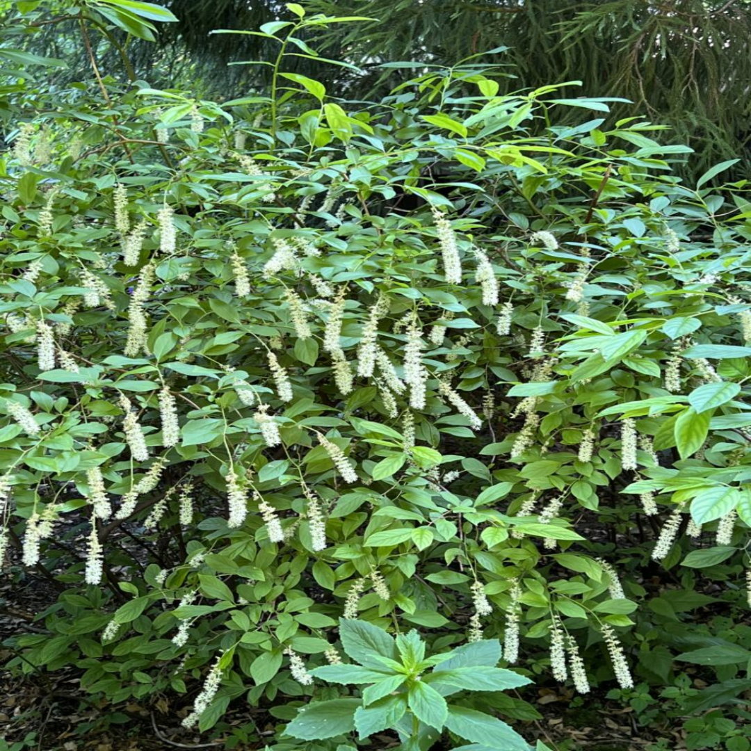 Merlot (Itea) Sweetspire