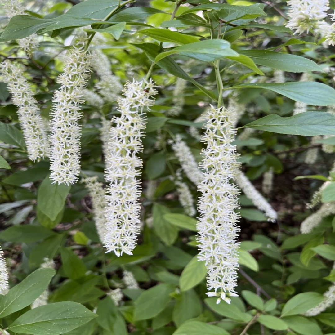 Merlot (Itea) Sweetspire