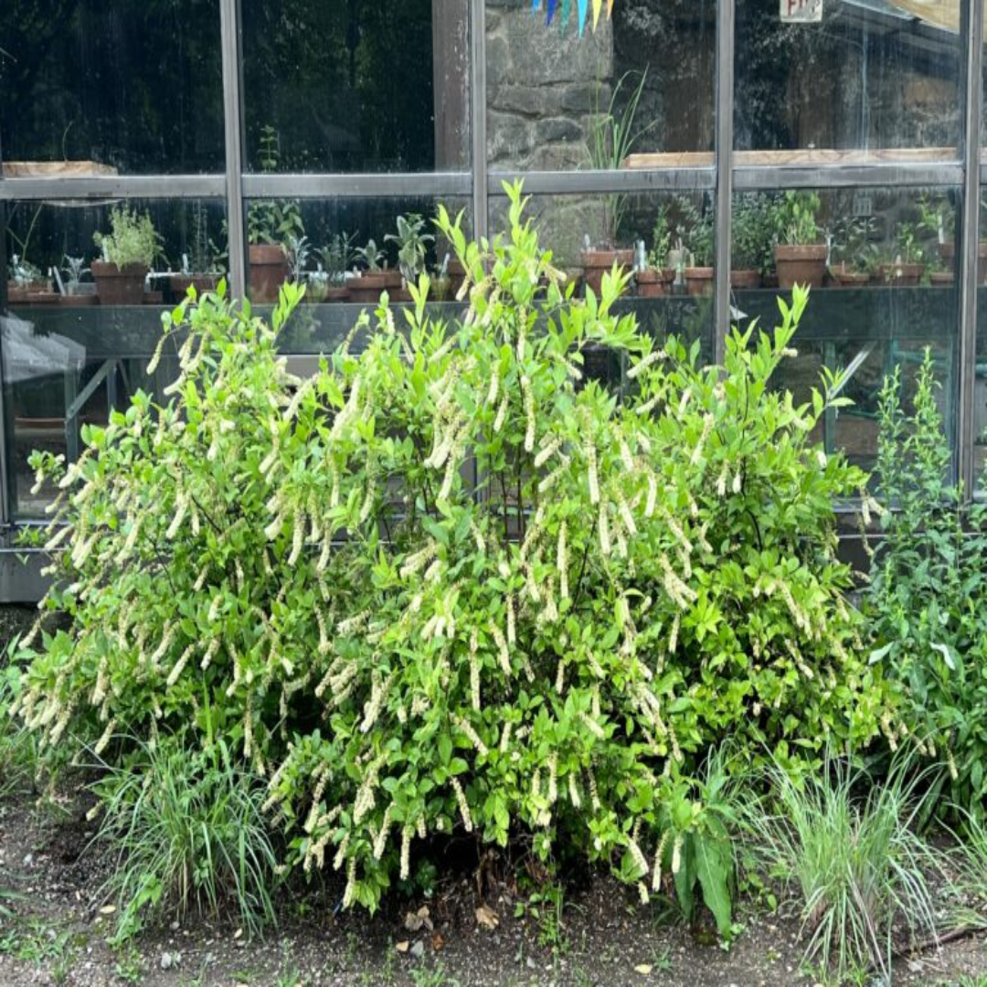 Merlot (Itea) Sweetspire