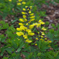 Decadence 'Lemon Meringue'