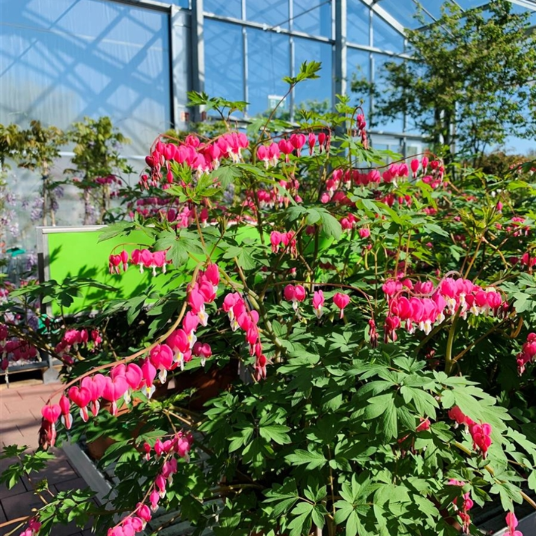 Dicentra spectabilis Bleeding Heart