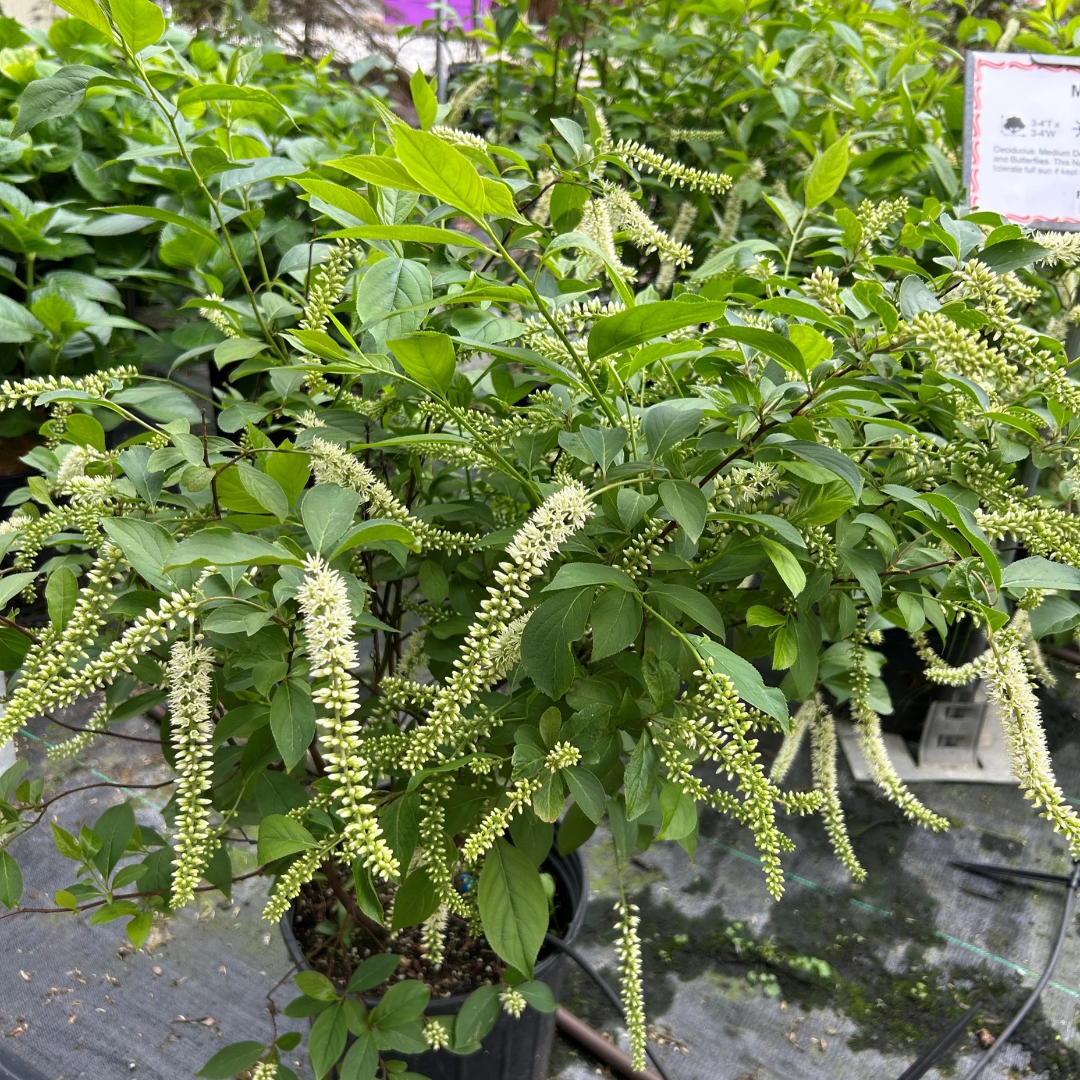 Merlot (Itea) Sweetspire